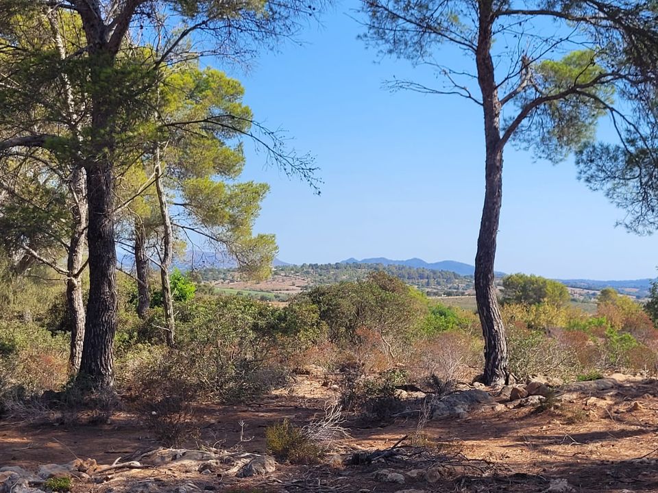Helårsgrund i Manacor, Mallorca - foto 4